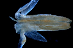Cuscuta polyanthemos, corolla 3D