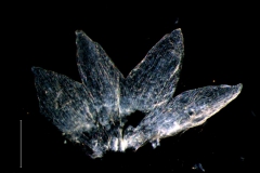 Cuscuta polyanthemos; calyx. dissected