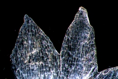 Cuscuta polyanthemos; calyx lobes