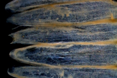 Cuscuta polyanthemos, scales