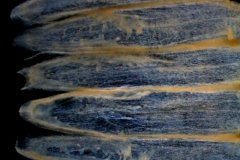 Cuscuta polyanthemos, scales
