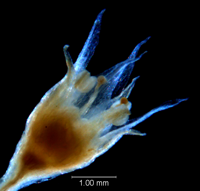 Cuscuta hyalina, flower