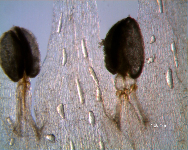 Cuscuta hyalina; stamens and corolla lobes