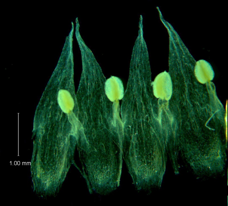 Cuscuta hyalina; corolla dissected