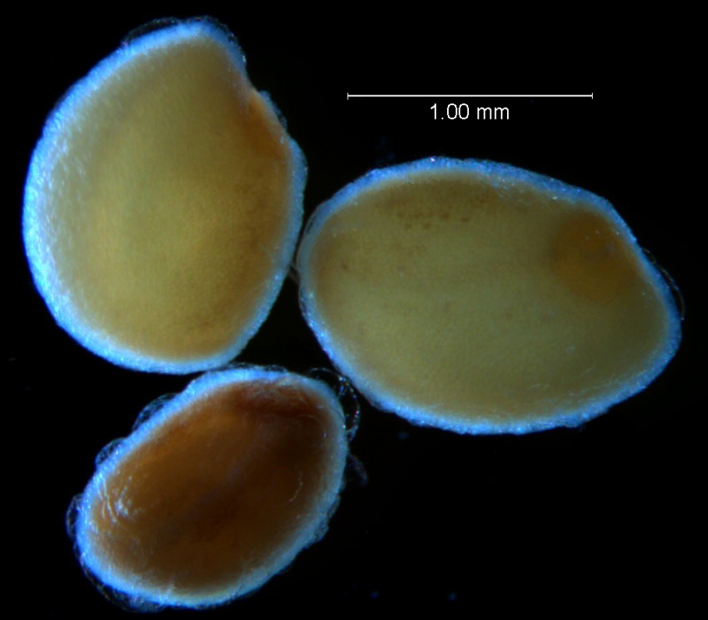 Cuscuta hyalina; seeds
