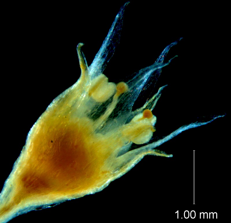 Cuscuta hyalina, flower