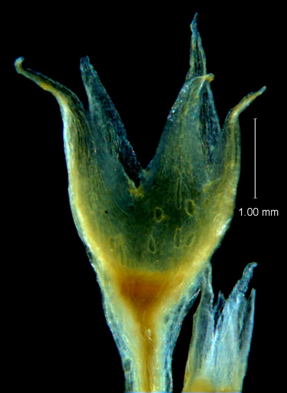 Cuscuta hyalina, calyx 3D