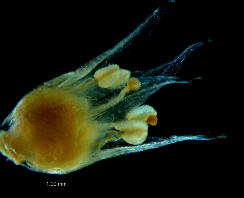 Cuscuta hyalina; corolla, 3D
