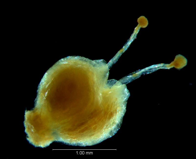Cuscuta hyalina; gynoecium