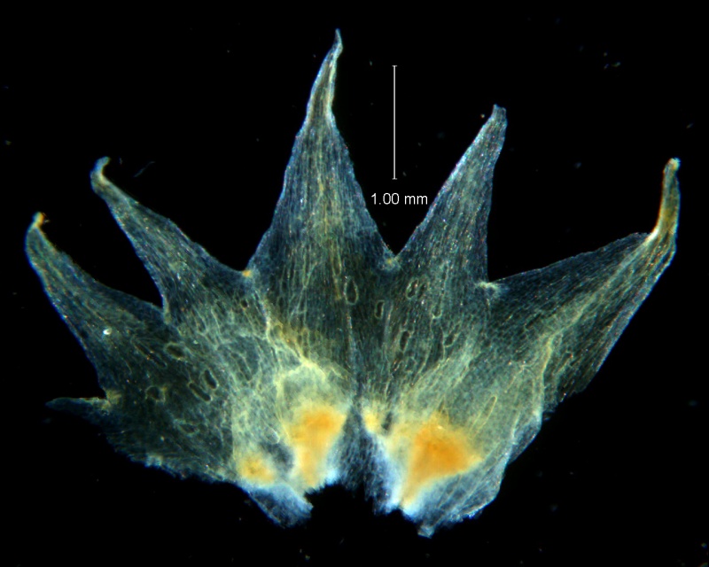 Cuscuta hyalina; calyx, dissected
