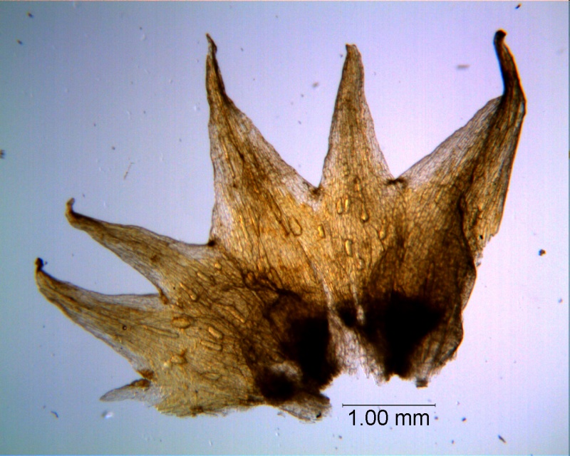 Cuscuta hyalina; calyx, dissected