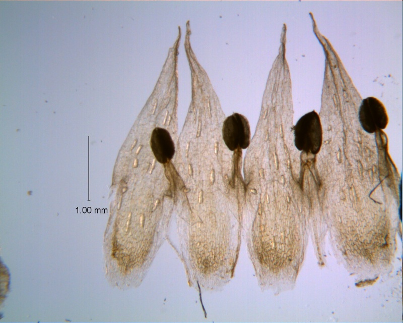 Cuscuta hyalina; corolla dissected