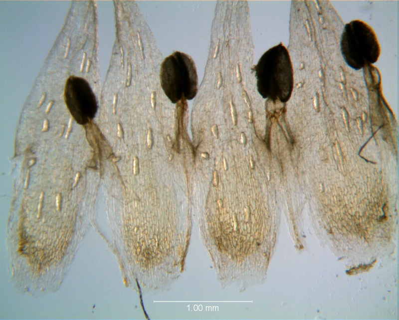 Cuscuta hyalina; corolla dissected