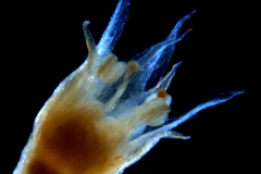 Cuscuta hyalina, flower