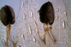 Cuscuta hyalina; stamens and corolla lobes