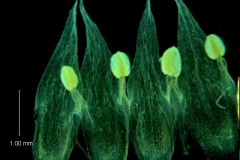 Cuscuta hyalina; corolla dissected