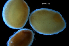 Cuscuta hyalina; seeds