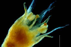 Cuscuta hyalina, flower