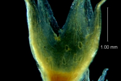 Cuscuta hyalina, calyx 3D