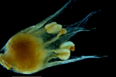 Cuscuta hyalina; corolla, 3D