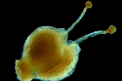 Cuscuta hyalina; gynoecium