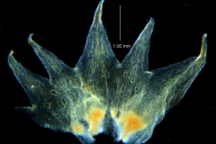 Cuscuta hyalina; calyx, dissected