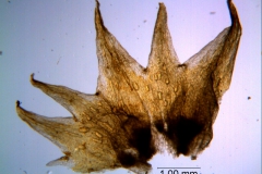 Cuscuta hyalina; calyx, dissected