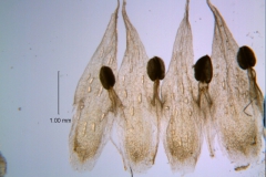 Cuscuta hyalina; corolla dissected