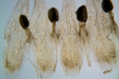 Cuscuta hyalina; corolla dissected