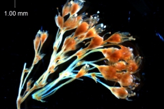 Cuscuta gracillima var. esquamata; inflorescence