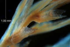 Cuscuta gracillima var. esquamata; bract