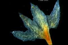 Cuscuta gracillima var. esquamata; calyx dissected