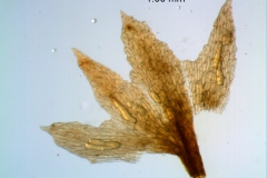 Cuscuta gracillima var. esquamata; calyx dissected