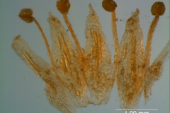 Cuscuta gracillima var. esquamata; corolla dissected