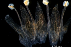 Cuscuta gracillima var. esquamata; corolla dissected