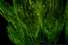 Cuscuta gracillima var. esquamata; infrastaminal scales