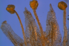 Cuscuta gracillima var. esquamata; corolla lobes and stamens