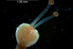 Cuscuta gracillima var. esquamata; gynoecium