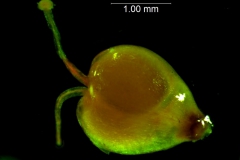 Cuscuta gracillima var. esquamata; capsule