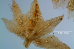 Cuscuta gracillima var. esquamata; calyx dissected