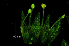 Cuscuta gracillima var. esquamata; corolla dissected