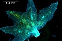 Cuscuta gracillima var. esquamata; calyx dissected