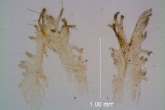 Cuscuta gracillima var. esquamata; infrastaminal scales