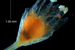 Cuscuta gracillima var. esquamata; flower