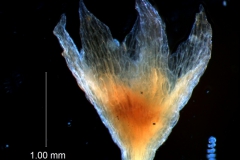 Cuscuta gracillima var. esquamata; calyx 3D