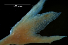 Cuscuta gracillima var. esquamata; calyx 3D