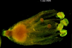 Cuscuta gracillima var. esquamata; corolla 3D