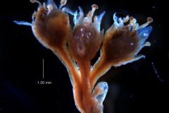 Cuscuta membranacea, inflorescence fragment