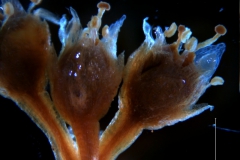 Cuscuta membranacea, inflorescence fragment