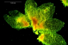 Cuscuta membranacea, calyx dissected
